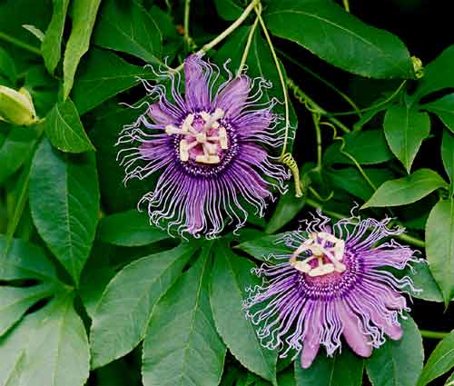 passion flowers 